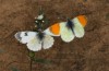 Anthocharis gruneri: Courtship (N-Greece, Sissani N Siatista, April 2022) [N]