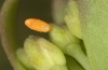 Anthocharis gruneri: Egg after a few days (N-Greece, Sissani N Siatista, April 2022) [S]