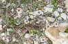 Anthocharis gruneri: Larval habitat with Aethionema (N-Greece, Sissani N Siatista, April 2022) [N]