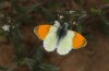 Anthocharis gruneri: Male (N-Greece, Sissani N Siatista, April 2022) [N]