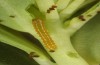 Anthocharis gruneri: L1 larva (N-Greece, Sissani N Siatista, April 2022) [S]