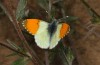 Anthocharis gruneri: Male (N-Greece, Sissani N Siatista, April 2022) [N]
