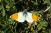Anthocharis gruneri: Male (N-Greece, Sissani N Siatista, April 2022) [N]