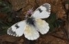 Anthocharis gruneri: Female (N-Greece, Sissani N Siatista, April 2022) [N]
