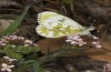 Anthocharis gruneri: Female (N-Greece, Sissani N Siatista, April 2022) [N]