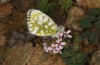 Anthocharis gruneri: Female (N-Greece, Sissani N Siatista, April 2022) [N]