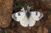 Anthocharis gruneri: Female (N-Greece, Sissani N Siatista, April 2022) [N]