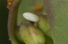 Anthocharis gruneri: Egg (N-Greece, Sissani N Siatista, April 2022) [N]