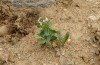 Anthocharis gruneri: Larval habitat with Aethionema (N-Greece, Sissani N Siatista, April 2022) [N]