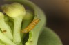 Anthocharis gruneri: L1 larva (N-Greece, Sissani N Siatista, April 2022) [S]