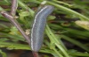 Euchloe insularis: Larva in last instar (Sardinia, Costa Verde, May 2012) [N]