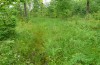 Leptidea juvernica: Habitat (S-Germany, Dischingen near Heidenheim/Brenz, June 2013) [N]