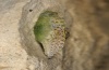 Pieris krueperi: Fresh pupa (e.l. Northern Greece 2012) [S]