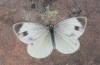Pieris mannii: Female (e.l. CH-Lower Valais, eggs and larvae recorded in September 200) [S]