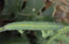 Pieris mannii: Larva L5 (e.o. CH-Lower Valais, eggs and larvae recorded in September 200) [S]