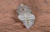Pieris mannii: Gray pupa dorsal (hatched in the same yearwithout dormancy) [S]
