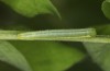 Leptidea morsei: Larva in the third respectively penultimate instar (Romania, near Cluij-Napoca, first half of May 2021) [S]