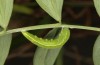 Leptidea morsei: Präpuppe (Rumänien, Großraum Cluij-Napoca, Eiablage in der ersten Maihälfte 2021) [S]