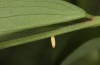 Leptidea morsei: Ei (Rumänien, Großraum Cluij-Napoca, erste Maihälfte 2021) [M]