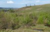 Colias myrmidone: Habitat (Romania, Cluij, early May 2021) [N]