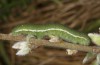 Colias myrmidone: Larva in the final instar (Romania, Cluij, early May 2021) [N]