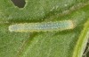 Pieris napi: L2 larva (e.o. rearing, Tauberbischofsheim, S-Germany, egg found in August 2023) [S]