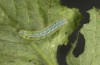 Pieris napi: L2-larva (e.o. Memmingen, S-Germany, July 2022) [S]