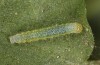 Pieris napi: L2-larva (e.o. Memmingen, S-Germany, July 2022) [S]