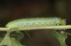 Pieris napi: L3-larva (e.o. Memmingen, S-Germany, August 2022) [S]