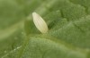 Pieris napi: Egg (Memmingen, S-Germany, July 2022) [M]