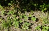 Pieris napi: Larval habitat with Alliaria petiolata. In Spring larvae of Anthocaris cardamines are common here (S-Germany, Memmingen, August 20220) [N]