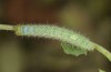 Pieris napi: L4-larva (e.o. Memmingen, S-Germany, July 2022) [S]