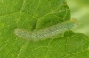 Pieris napi: L3-larva (Memmingen, Southern Germany) [S]