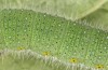 Pieris napi: L5 larva, last instar (e.o. rearing, Heidenheim, Dischingen, S-Germany, egg found on 27. June 2022) [S]