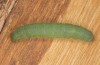 Pieris napi: L5 larva on its way for pupation (e.o. rearing, Heidenheim, Dischingen, S-Germany, egg found on 27. June 2022) [S]