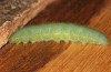 Pieris napi: L5 larva on its way for pupation (e.o. rearing, Heidenheim, Dischingen, S-Germany, egg found on 27. June 2022) [S]