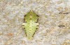 Pieris napi: Pupa hibernated on a trunk in a mixed forest (S-Germany, Stuttgart, 05. March 2017) [N]