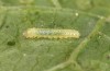 Pieris napi: L1-larva (e.o. Memmingen, S-Germany, July 2022) [S]
