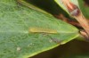 Colias palaeno: Larva in the second instar (S-Germany, July 2021)