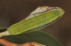 Colias palaeno: Larva in the third instar (S-Germany, August 2021)