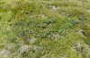 Colias palaeno: Larval habitat in an acidic pasture in the west Austrian lake Silvretta in 1900m asl. [N]