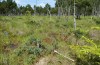Colias palaeno: Larval habitat (S-Germany, Kempter Wald, July 2021) [N]