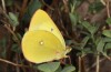 Colias palaeno: Male (S-Germany, Kempter Wald, June 2020)