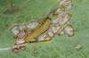Colias palaeno: Larva in the first instar feeding, silken trace to the resting place visible (S-Germany, July 2021)