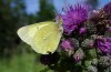 Colias palaeno: Male (S-Germany, Kempter Wald, 10. July 2021) [N]