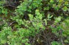Colias palaeno: Raupe im Habitat (Ammersee, Mai 2013) [N]