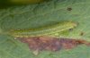 Colias palaeno: Young larva in the second instar [N]