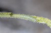 Euchloe penia: Half-grown larva (e.o. Siatista 2014)