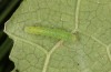 Pieris rapae: L2 larva (e.o. S-Germany, Tauberbischofsheim, eggs in July 2023) [S]