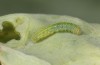 Pieris rapae: L2 larva (e.o. S-Germany, Tauberbischofsheim, eggs in July 2023) [S]